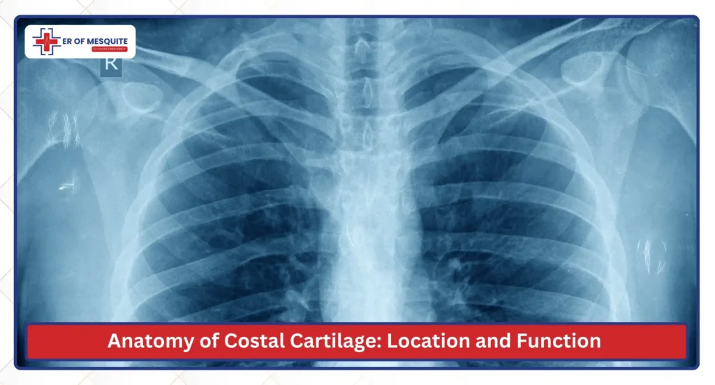 Anatomy of Costal Cartilage Location and Function