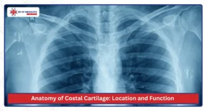 Anatomy of Costal Cartilage Location and Function