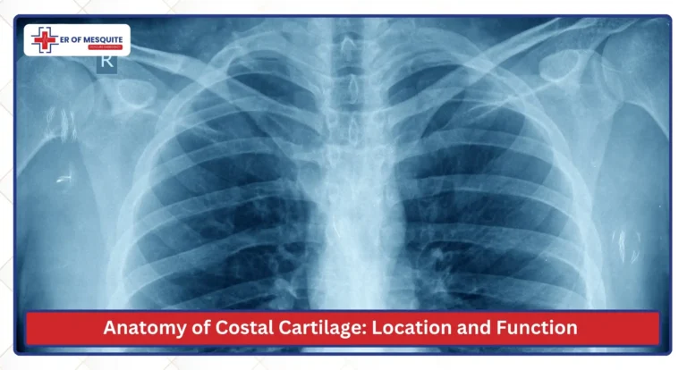 Anatomy of Costal Cartilage Location and Function
